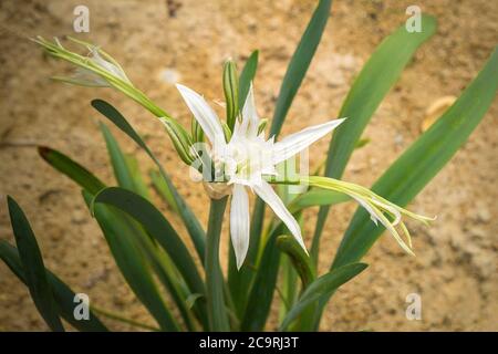 'Pancratium maritimum' Seedaffodil Sand Narzisse Sandlilie. Stockfoto