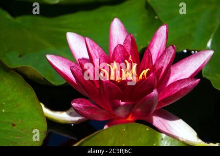 Rosa lilly Blume im Garten Stockfoto