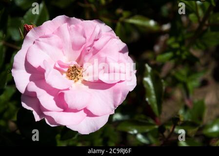 Rose 'Happy Retirement' Tantoras. Stockfoto