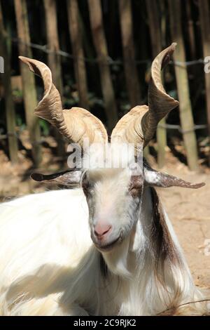 Girgentana-Ziege Stockfoto