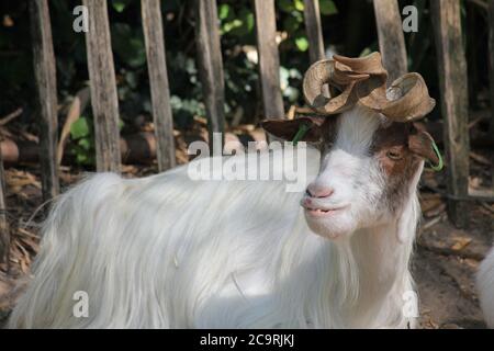 Girgentana-Ziege Stockfoto