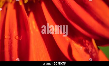 Afrikanische Gerbera mit etwas Wasser darauf. Stockfoto