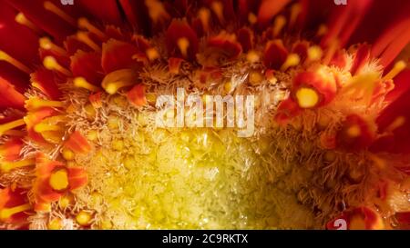 Afrikanische Gerbera mit etwas Wasser darauf. Stockfoto