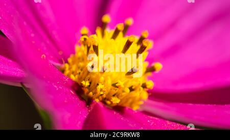 Lebhaft rosa Barberton Gänseblümchen in der Morgensonne Stockfoto