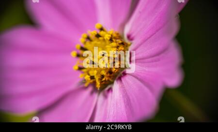 Blass rosa Barberton Gänseblümchen in der Morgensonne Stockfoto