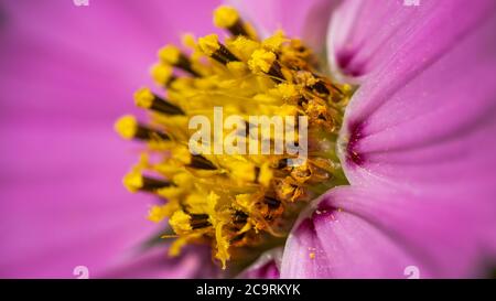 Blass rosa Barberton Gänseblümchen in der Morgensonne Stockfoto