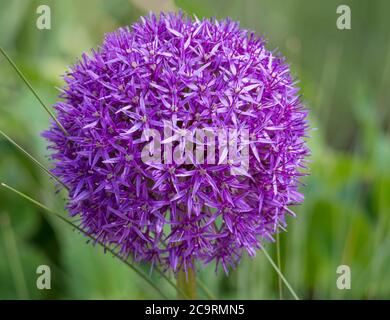 Blühende lila Zierzwiebel Allium hollandicum, Purple Sensation vor dem grünen Gras Hintergrund Stockfoto