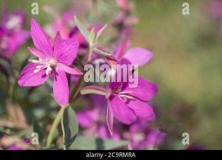 Nahaufnahme blühende rosa Blüten der Weidenkräuter, Chamaenerion angustifolium bekannt als Feuerkraut, große Weidenkräuter, Rosebay Weidenkräuter auf einem Bokeh Stockfoto