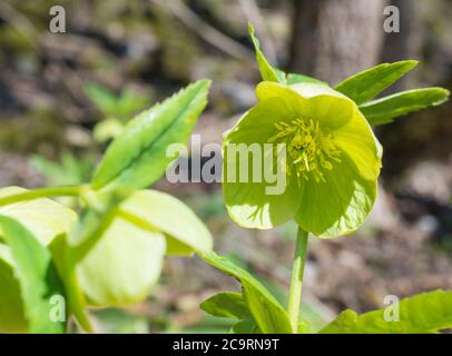 Helleborus viridis, allgemein als grüne Hellebore oder Bären Fuß Blume blühenden, Nahaufnahme, selektive Fokus Stockfoto