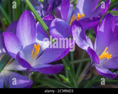 Nahaufnahme Makro violett Crocus Vernus Frühlingsblume auf unfokussed grünen Blättern Bokeh Hintergrund Stockfoto