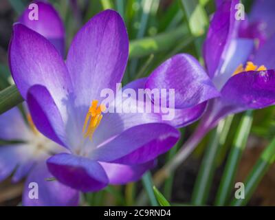 Nahaufnahme Makro violett Crocus Vernus Frühlingsblume auf unfokussed grünen Blättern Bokeh Hintergrund Stockfoto