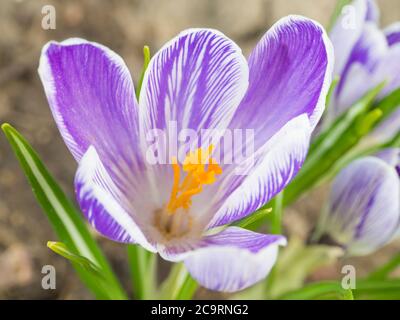 Nahaufnahme Makro violett Crocus Vernus Frühlingsblume auf unfokussed grünen Blättern Bokeh Hintergrund Stockfoto
