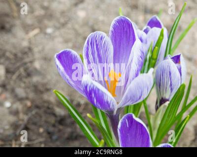 Nahaufnahme Makro violett Crocus Vernus Frühlingsblume auf unfokussed grünen Blättern Bokeh Hintergrund Stockfoto