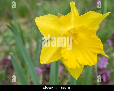 Einzelne Nahaufnahme gelbe Daffodil Blume Narcissus selektiven Fokus, verschwommen weichen Bokeh lila Blume Hintergrund Stockfoto