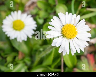 Nahaufnahme Makro zwei kleine Gänseblümchen Bellis perennis Blume weißes Blütenblatt mit grünen Blättern und Gras Bokeh Hintergrund, selektiver Fokus, Frühling saisonal Stockfoto