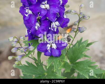 Nahaufnahme Kolibri-Falkenmotte (Macroglossum stellatarum), der Nektar aus blauem Delphinium (Pazifische Hybriden) oder Consolida-Larkspur saugt, selektiver Fokus Stockfoto