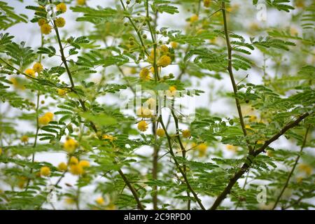 Vachellia nilotica oder Gummi arabischen Blumen Stockfoto