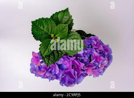 Lila-rosa Hortensienblüte, schöne Blätter, Draufsicht auf hellem Hintergrund, schön gerahmt, Stockfoto