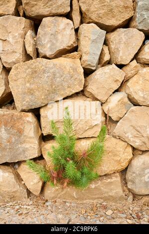 Eine kleine Kiefer, die aus einer trockenen Steinmauer wächst, eine traditionelle Konstruktion im mittelmeer (Mallorca, Balearen, Mittelmeer, Spanien) Stockfoto