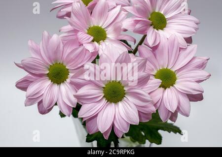 Margaret Jasturn richtige Leucanthemum vulgare Weiße und rosa Blumen in voller Blüte in verschiedenen Aufnahmen fotografiert Stockfoto