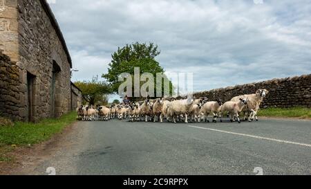 Herde von Schafen (Mutterschafe und Lämmer) auf der Straße von einem Landwirt auf einem Quadbike bewegt, Yorkshire Dales, Großbritannien Stockfoto