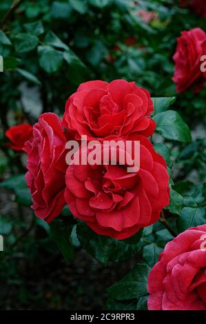 Rose GRANDHOTEL 'mactel', rote Blumen, Rosen auf gedämpftem Hintergrund, schön fotografiert, aus nächster Nähe, in voller Blüte Stockfoto