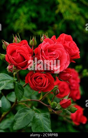 Rose GRANDHOTEL 'mactel', rote Blumen, Rosen auf gedämpftem Hintergrund, schön fotografiert, aus nächster Nähe, in voller Blüte Stockfoto