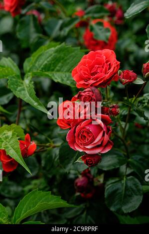 Rose GRANDHOTEL 'mactel', rote Blumen, Rosen auf gedämpftem Hintergrund, schön fotografiert, aus nächster Nähe, in voller Blüte Stockfoto