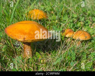 Nahaufnahme orange Pilz Lärche bolete Gruppe im Gras Hintergrund Stockfoto