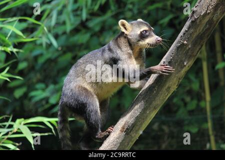 Krabbenfressende Waschbär Stockfoto