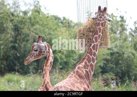 Giraffe im Overloon Zoo in den Niederlanden Stockfoto