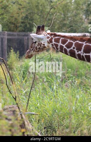 Giraffe im Overloon Zoo in den Niederlanden Stockfoto