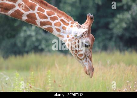 Giraffe im Overloon Zoo in den Niederlanden Stockfoto