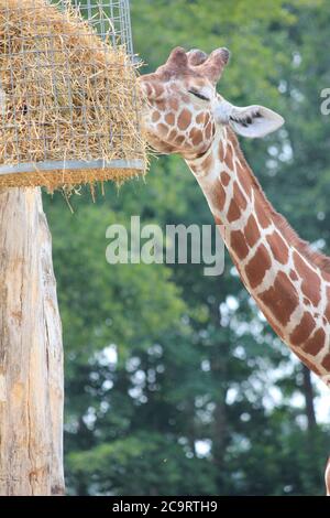 Giraffe im Overloon Zoo in den Niederlanden Stockfoto