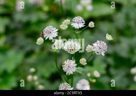 Blüten einer großen Sterndolde, Astratia major oder Grosse Sterndolde Stockfoto