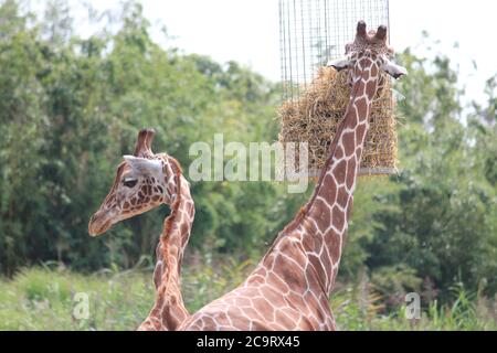 Giraffe im Overloon Zoo in den Niederlanden Stockfoto