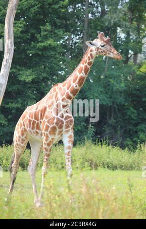 Giraffe im Overloon Zoo in den Niederlanden Stockfoto