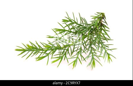 Wacholderzweig isoliert auf weißem Hintergrund. Zierpflanzen für die Landschaftsgestaltung. Stockfoto