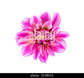 Dahlia Blume. Rosa Dahlia Blume isoliert auf weißem Hintergrund, mit Clipping Pfad. Draufsicht. Stockfoto