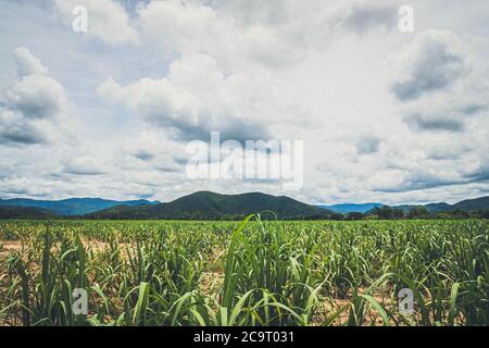 Panorama-Szene der Landwirtschaft Bauernhof. Landwirtschaft. Zuckerfarm Feld mit Berg im Hintergrund. Regenwolke über dem Feld. Kleine Zuckerrohr Farm wit Stockfoto