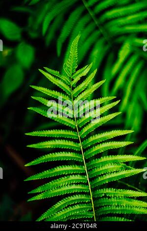 Farn Blatt Nahaufnahme Natur Konzept Idee Hintergrund. Hausdekoration .Gardening Konzept Idee Stockfoto