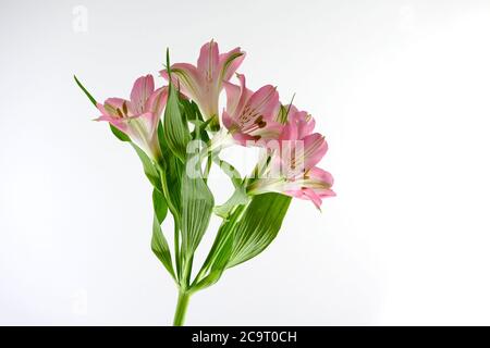 Rosa Alstroemeria Blumen vor einem einfachen weißen Hintergrund fotografiert Stockfoto