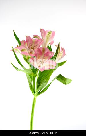 Rosa Alstroemeria Blumen vor einem einfachen weißen Hintergrund fotografiert Stockfoto