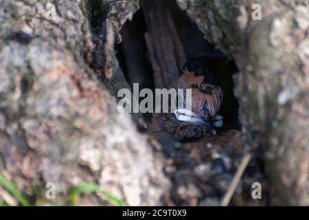 Wiedehopf Baby im Nest wartet auf Mutter für Nahrung. Sevatic Tiere in der Natur. Vögel in der Natur Stockfoto