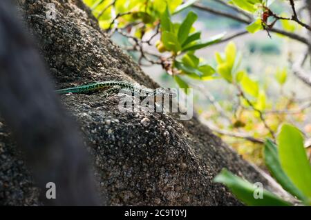 Die Eidechse Lacerta viridis sitzt auf einem Stein unter der Sonne auf grünem Hintergrund. Detailreiches Bild einer bunten Eidechse. Stockfoto
