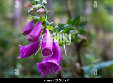 Rotfuchshandschuh Digitalis purpurea im Naturwald Stockfoto