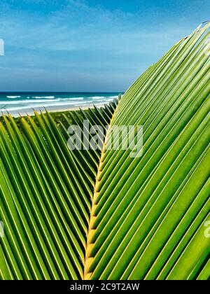 Grüne Palmenblätter aus nächster Nähe auf einer tropischen Insel. Das Meer ist im Hintergrund. Reisekonzept. Speicherplatz kopieren Stockfoto