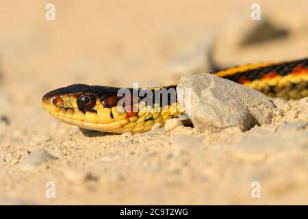 Strumpfnatter (Thamnophis), Kootenai National Wildlife Refuge, Idaho Stockfoto