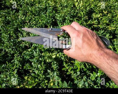 Hand hält eine Buxus-Baumschere Stockfoto