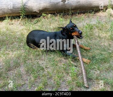 Dobermann Pinscher Hund spielt mit Holzbalken im Wald an einem Sommertag Stockfoto